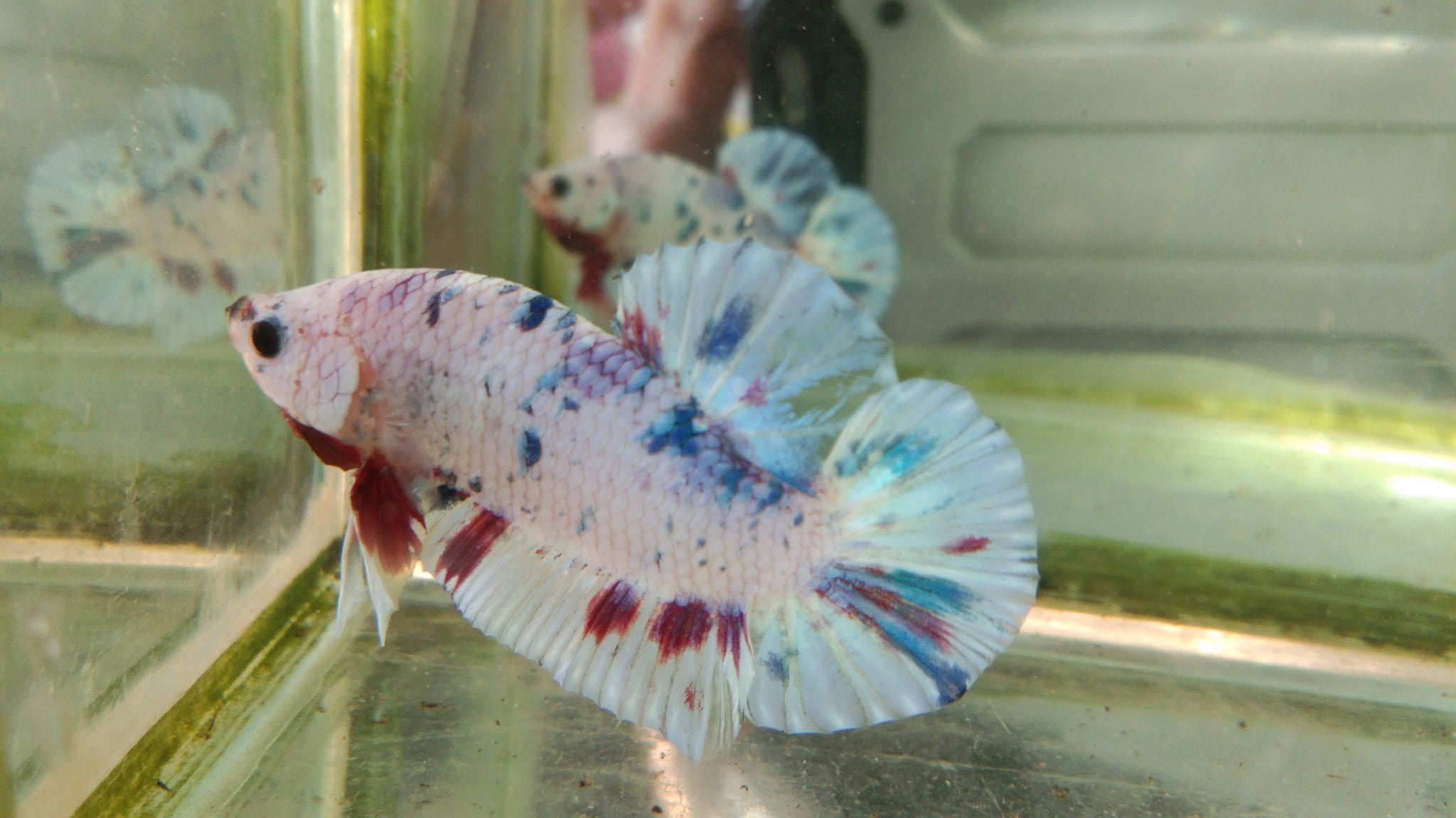 Ikan cupang Marble dot dot