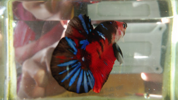 Ikan cupang multicolor